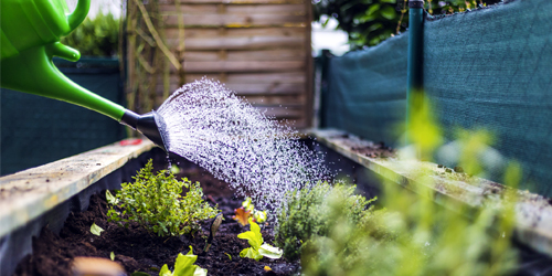 organic gardening